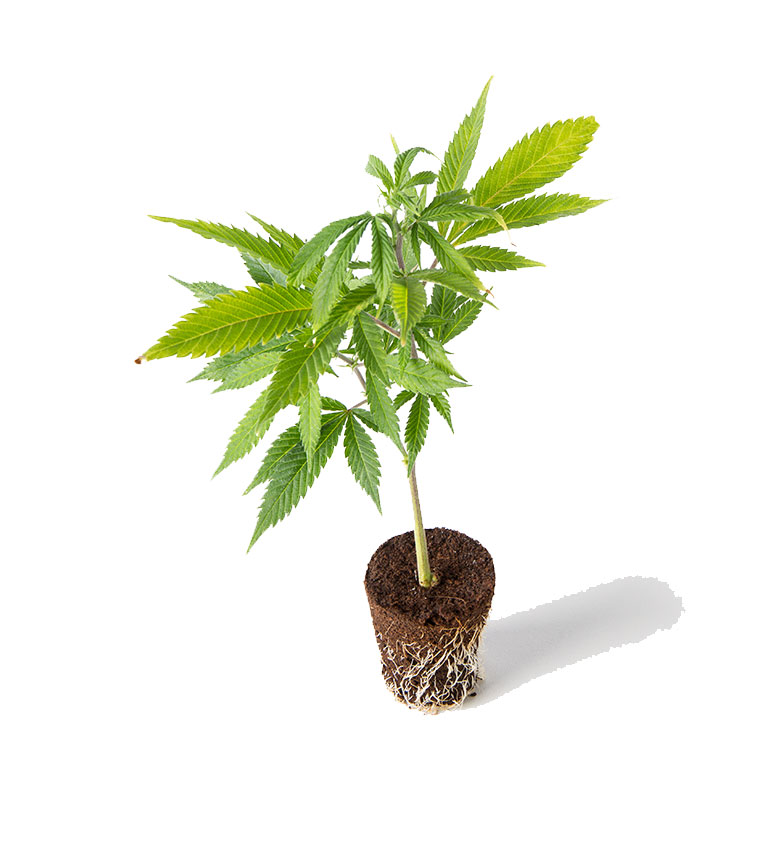 cannabis-hanf-steckling-kaufen-schaerding-passau-northern-lights