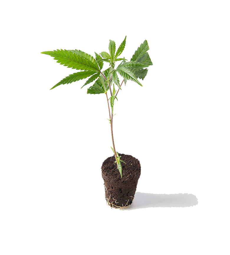 cannabis-hanf-steckling-kaufen-schaerding-passau-wappa