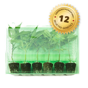 Überraschungs-Paket 12 Stecklinge