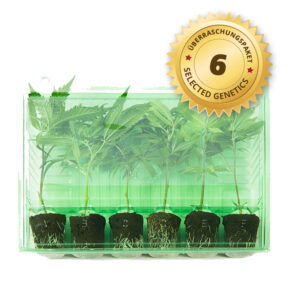 Überraschungs-Paket 6 Stecklinge